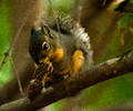 Cortes Island Mammal  photo