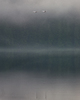 Cortes Island Swan photo