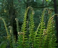 Fern Council #2 - Sword Fern photo from  Cortes Island British Columbia, Canada
