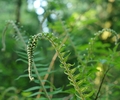 Ferns background foreground - Sword Fern photo from  Cortes Island British Columbia, Canada