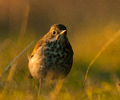 Cortes Island Thrush photo