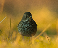 Cortes Island Thrush photo