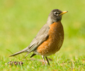 Cortes Island Thrush photo