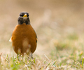 Cortes Island Thrush photo