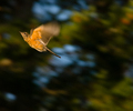 Cortes Island Thrush photo