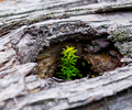 Cortes Island Tree photo