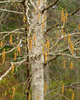 Cortes Island Tree photo