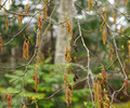 Cortes Island Tree photo