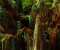 Cortes Island Tree photo