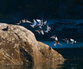 Cortes Island Wading bird photo