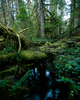 Cortes Island Wetland photo