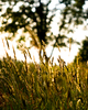 Cortes Island Wild Grass photo