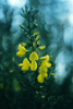 Cortes Island Wildflower photo
