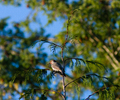 Cortes Island Woodpecker photo