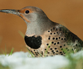 Cortes Island Woodpecker photo