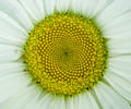 Daisy Face - Daisy photo 