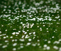 A Field of Field Daisies - Daisy photo 
