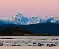 Surf Scoters and the Coast Ranges - Surf Scoter photo from  Desolation Sound BC, Canada