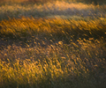Grass Land - Field photo 