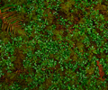 Cortes Island Forest Floor photo