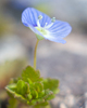 France Wildflower photo