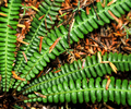 Gilford Island Fern photo