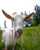 Cortes Island Goat photo