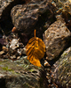 Mainland Nature Still Life photo