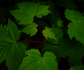 Slocan Valley Maple Tree photo