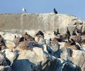 Mitlenatch Island Cormorant photo