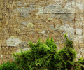 Cortes Island Moss photo