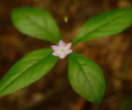 Pacific Spirit Park Wildflower photo