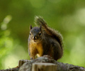 Powel River Squirrel photo