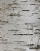 Slocan Valley Birch Tree photo