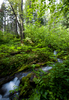 Slocan Valley Creek photo