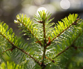 Cortes Island Tree photo