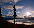 Vancouver Island Alpine Landscape photo