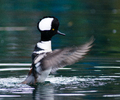 Hooded Merganser - Merganser photo from Granville Island Vancouver BC, Canada