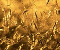 Cortes Island Wild Grass photo