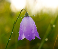  Wildflower photo
