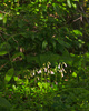 Slocan Valley Wildflower photo